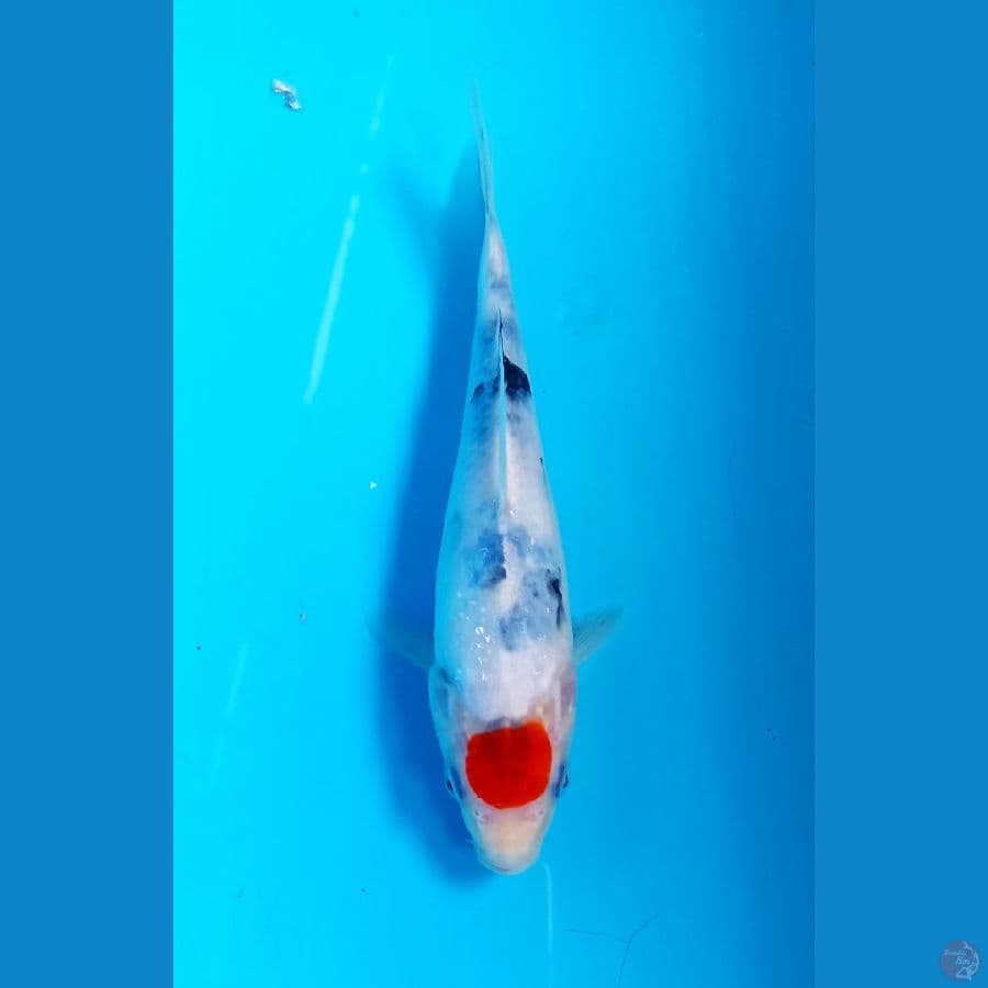 Tancho showa 16cm