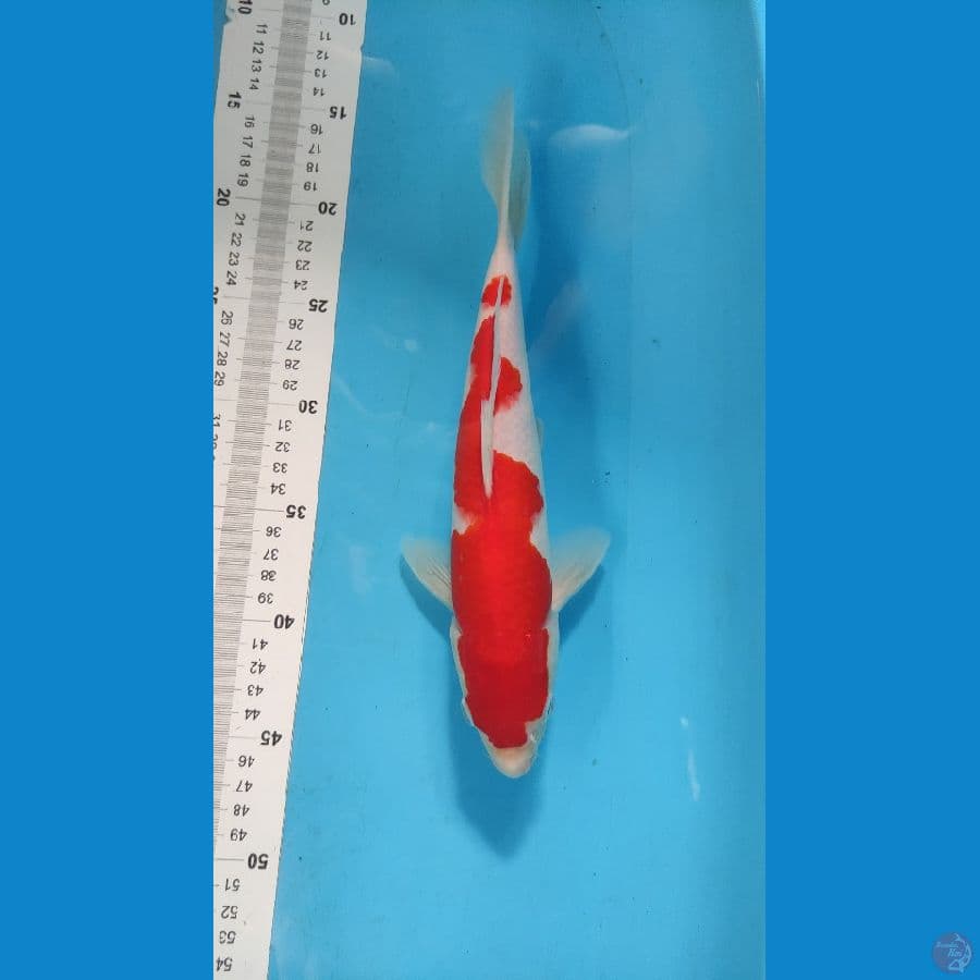 male kohaku 31cm