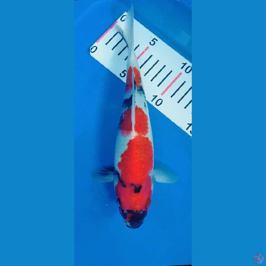 Showa 25cm 