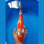ghosiki Tetap semangat 06 