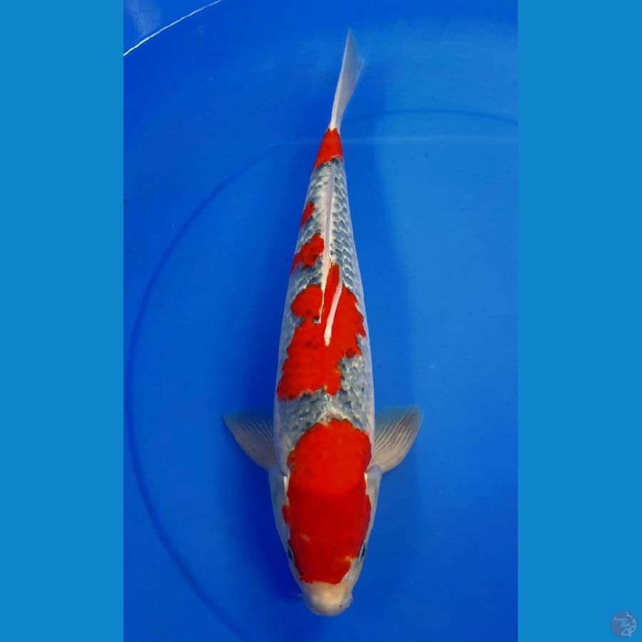 GOSHIKI 38cm