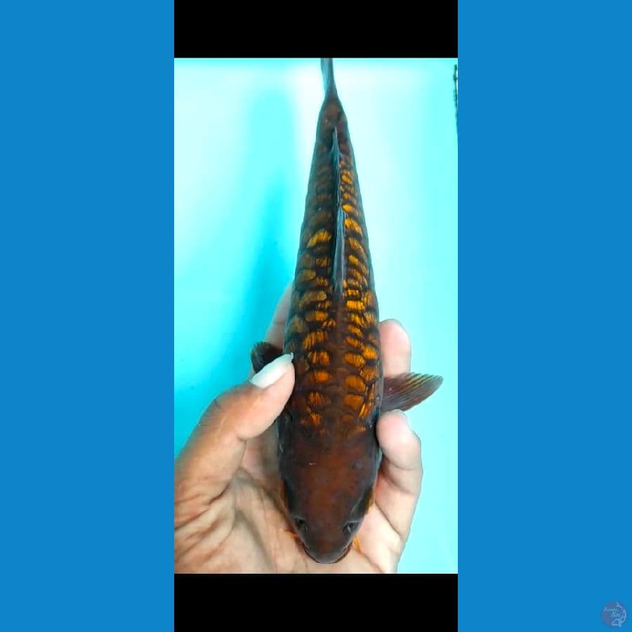 cagoi aragoke ginrin 25cm