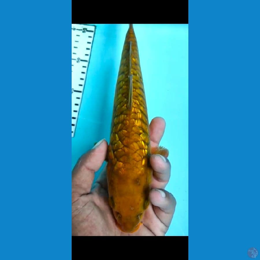 cagoi aragoke ginrin 27cm