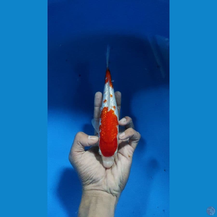 kohaku ginrin 21cm male