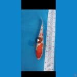 Kohaku ginrin 40cm