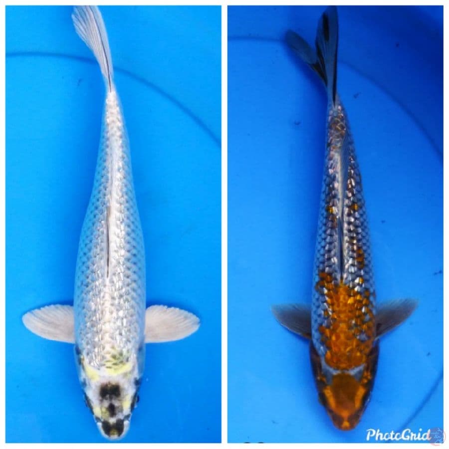 mix ginrin 33 cm