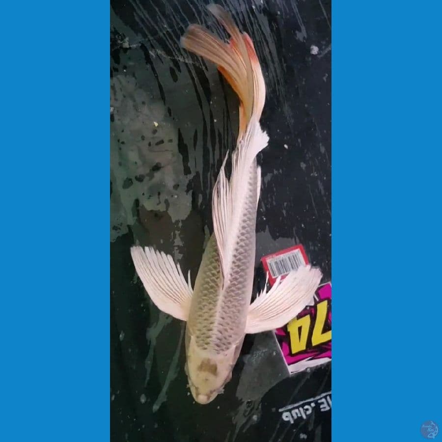 Kumpay Gold Male 44 cm 