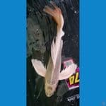 Kumpay Gold Male 44 cm 