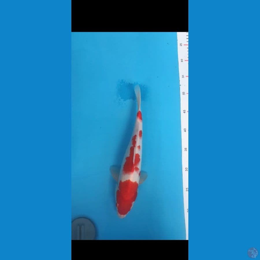 Kohaku 34cm.