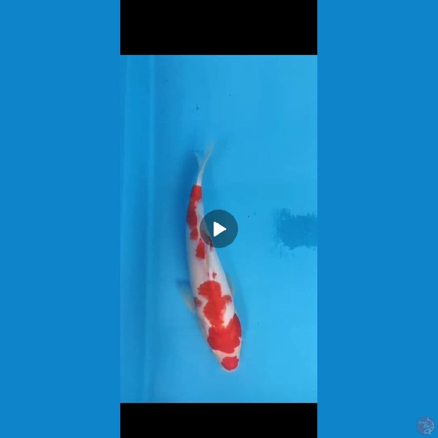 Kohaku 34cm.