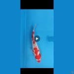 Kohaku 34cm.