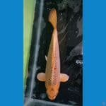 Gold Mukasi Male 42 cm 