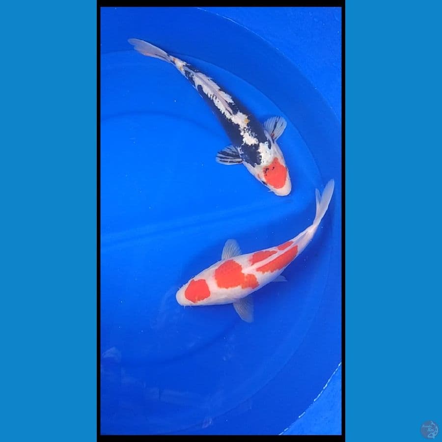 Sk mix koi