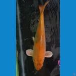 Male 45 cm 
