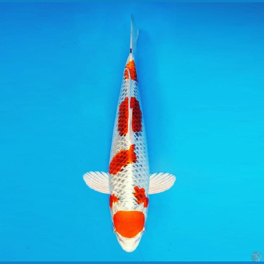 FURY 3 - Maruten Kujaku 31 cm/fm ®