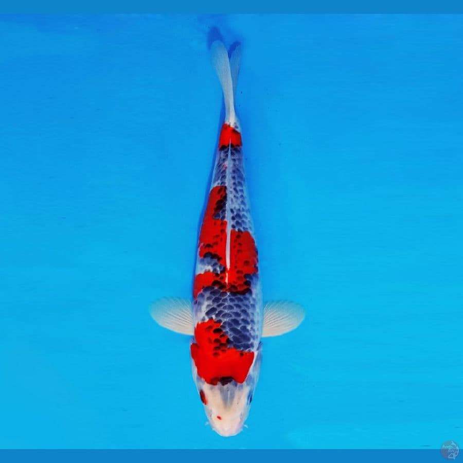 FURY 6 - Goshiki 38 cm/male ®