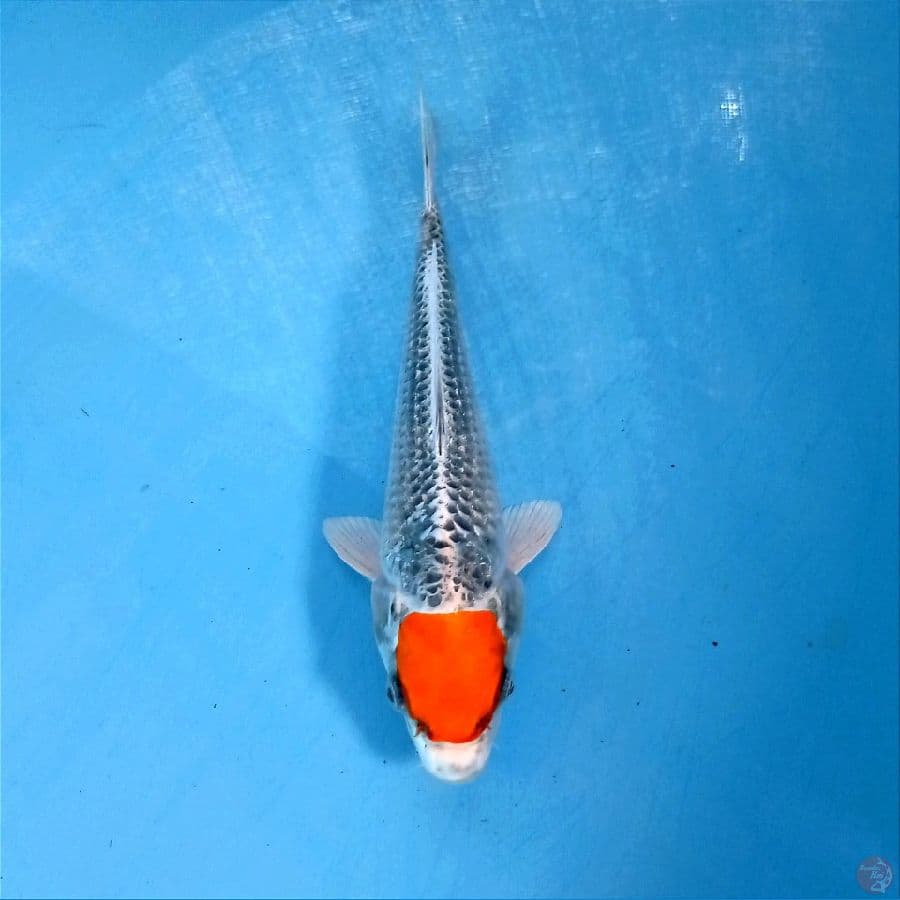 tancho kujaku, 20 cm