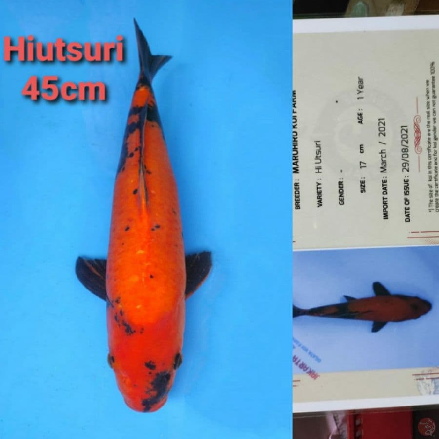 MARUHIRO HIUTSURI 45CM SERTI