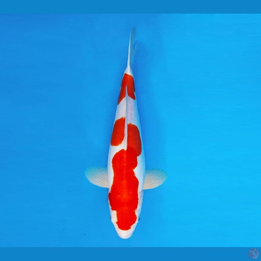 FURY 8 - Kohaku Doitsu 37 cm/fm ®