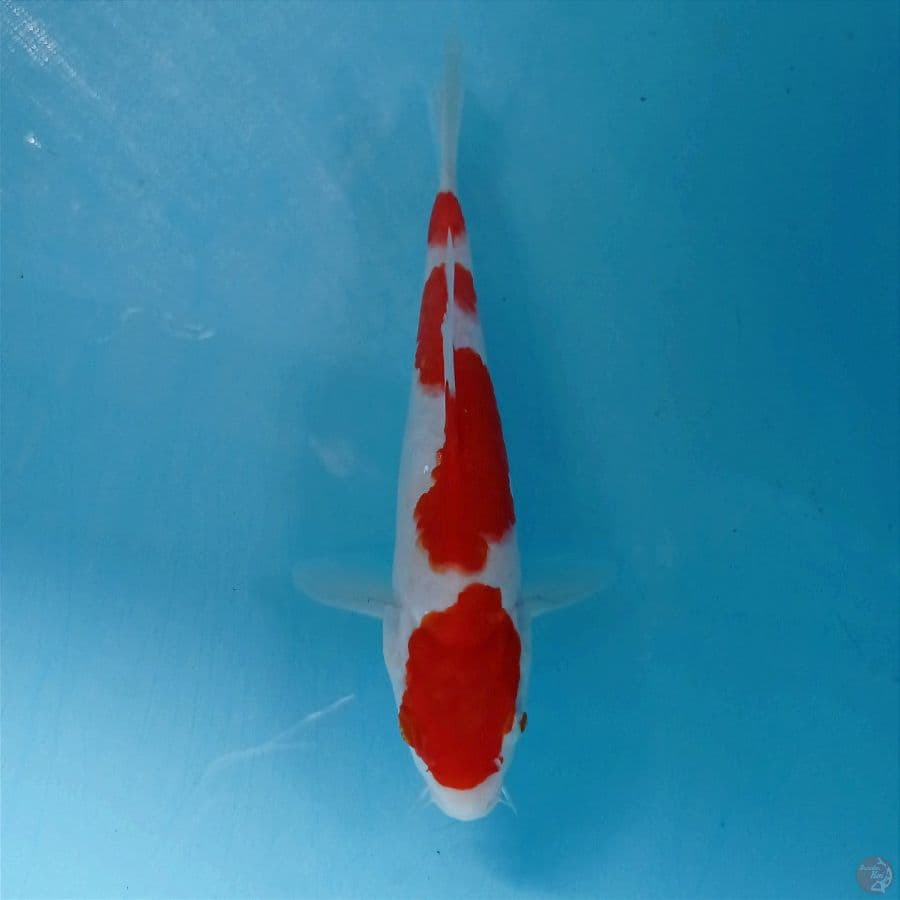 kohaku, 22 cm