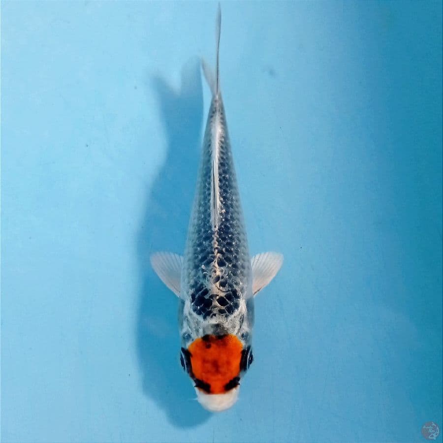 tancho kujaku, 14 cm