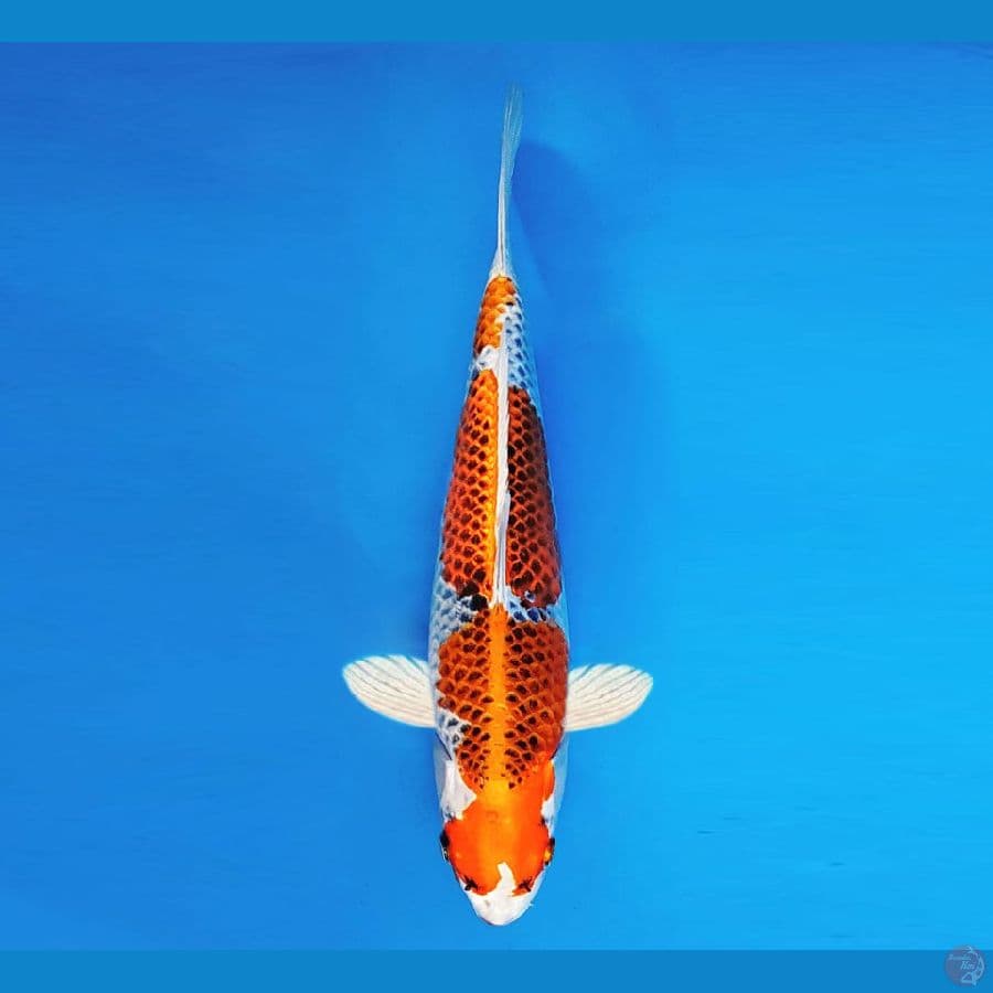 FURY 10 - Kujaku 33 cm/fm ®