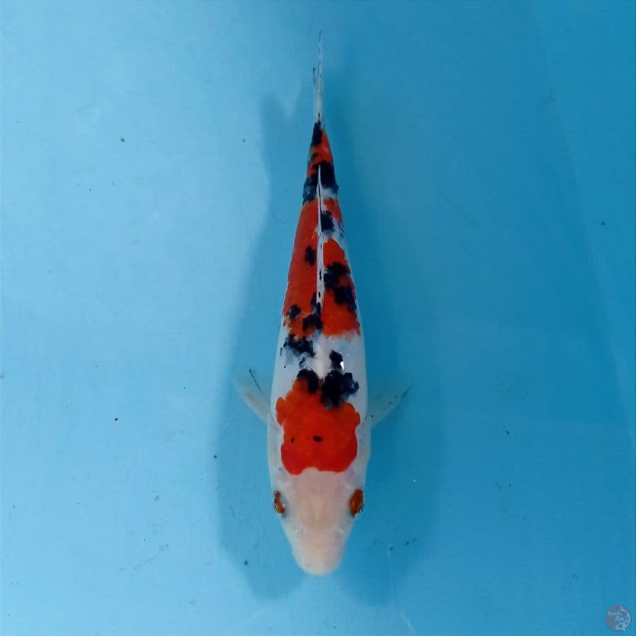sanke, 19 cm