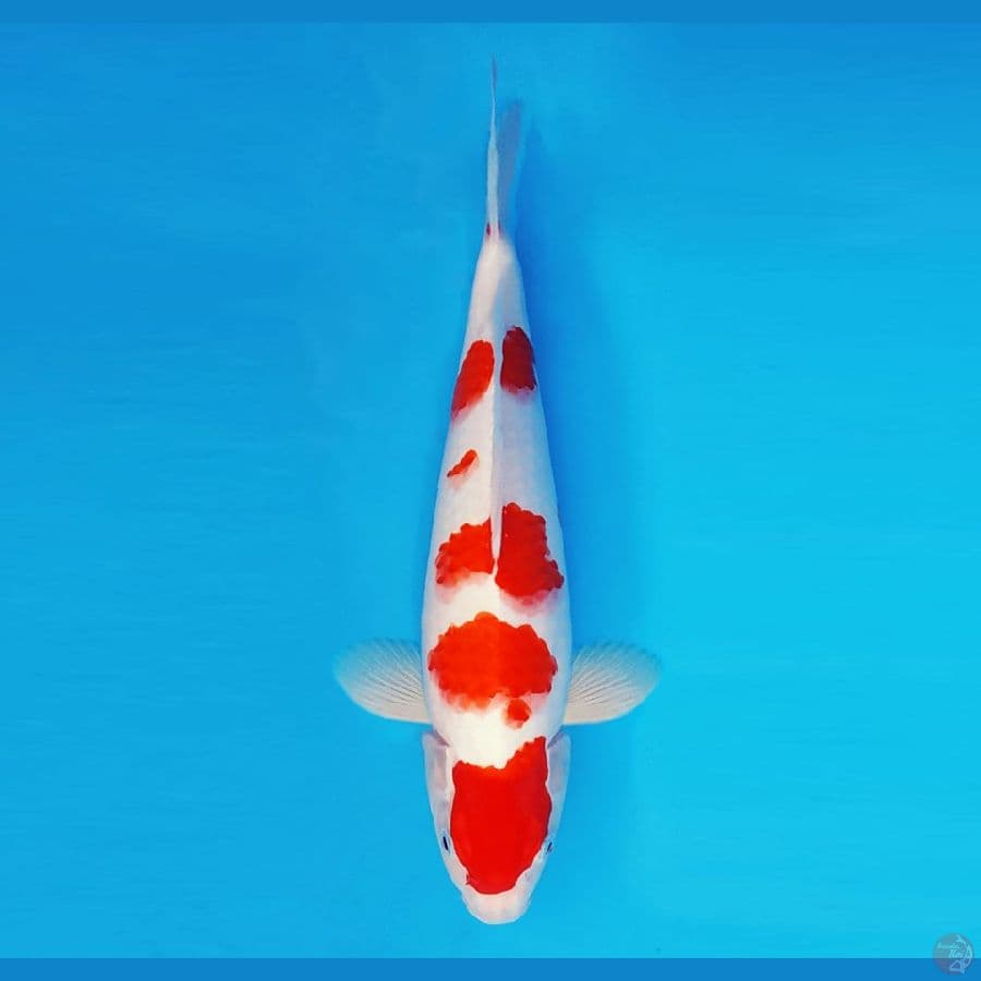 FURY 11 - Kohaku 35 cm/male ®