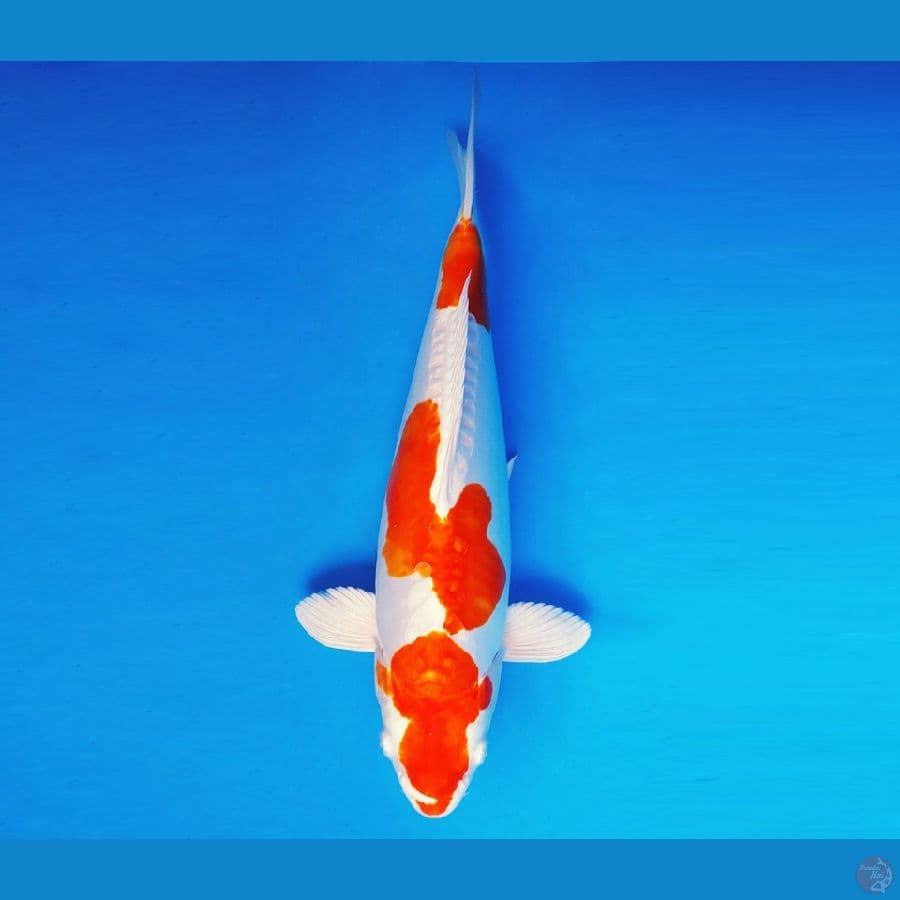 FURY 14 - Ki Kushui 37 cm/fm ®