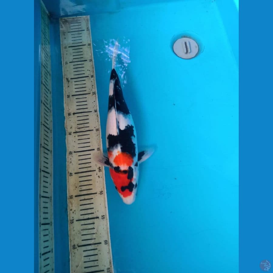 showa 38cm female