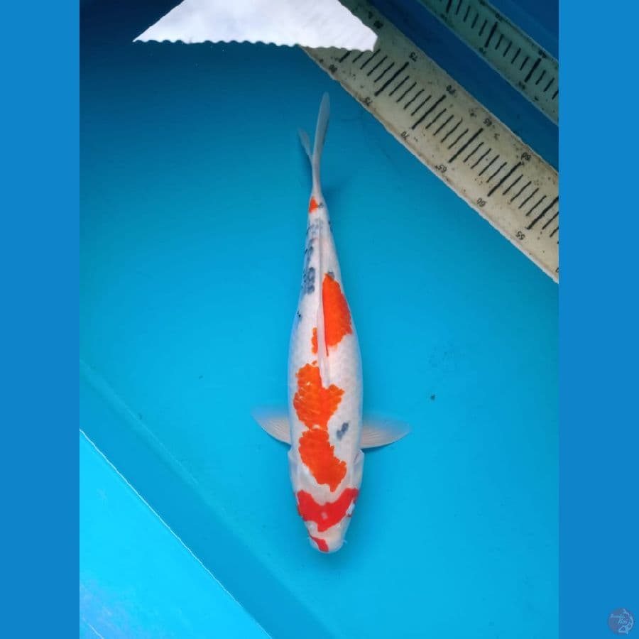 showa 40cm female