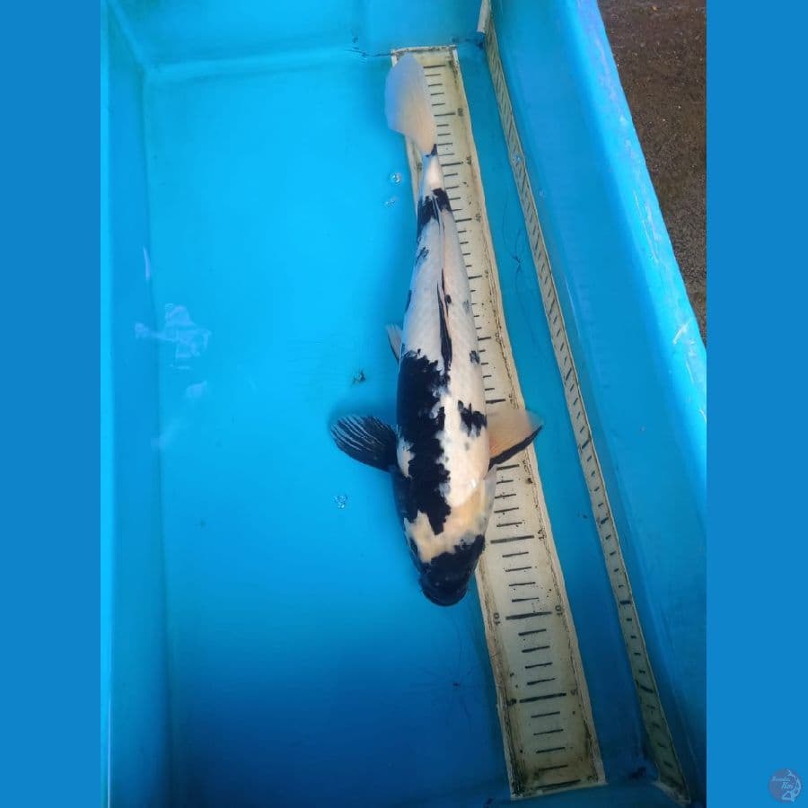 shiro 40cm male