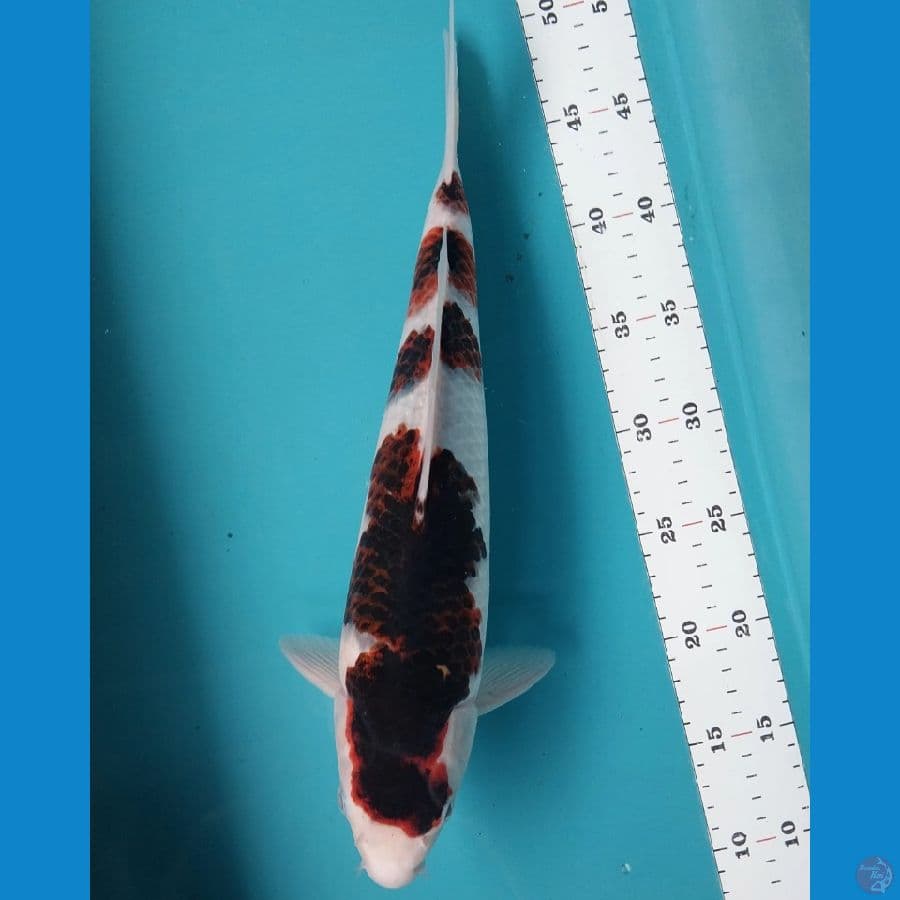 GOROMO