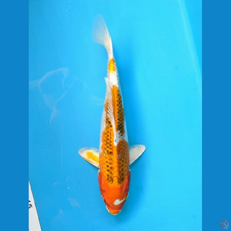 KUJAKU 22CM UNCHEK 