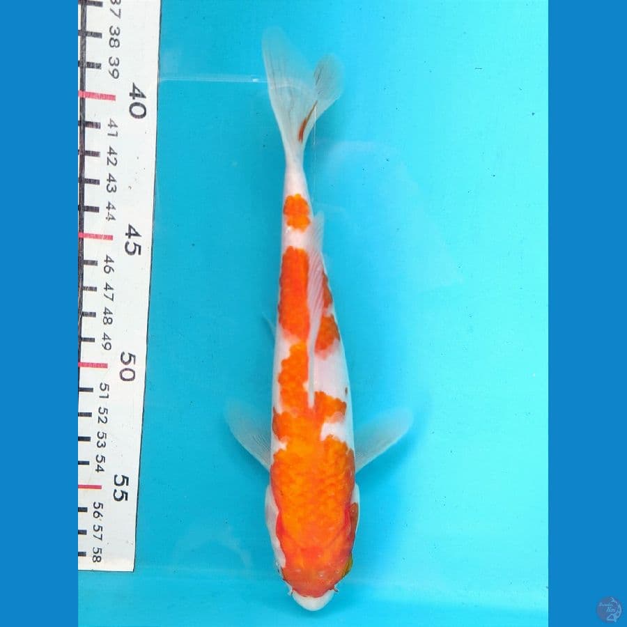 KOHAKU 20CM UNCHEK