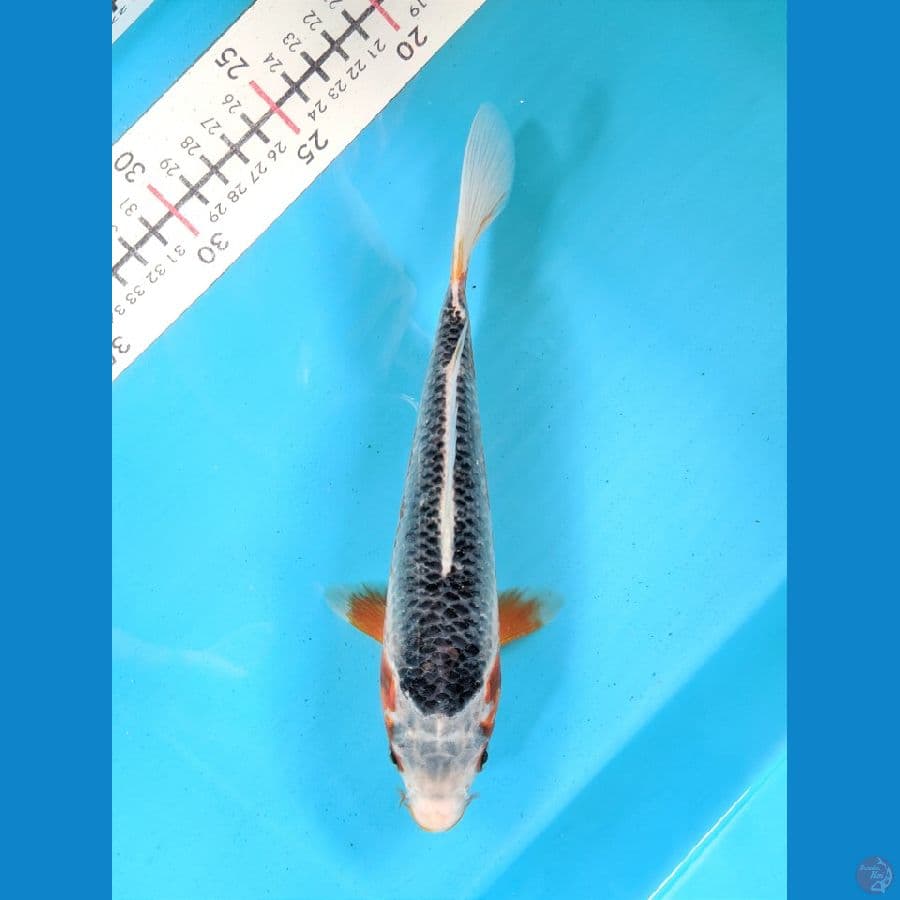 ASAGI 23CM UNCHEK 