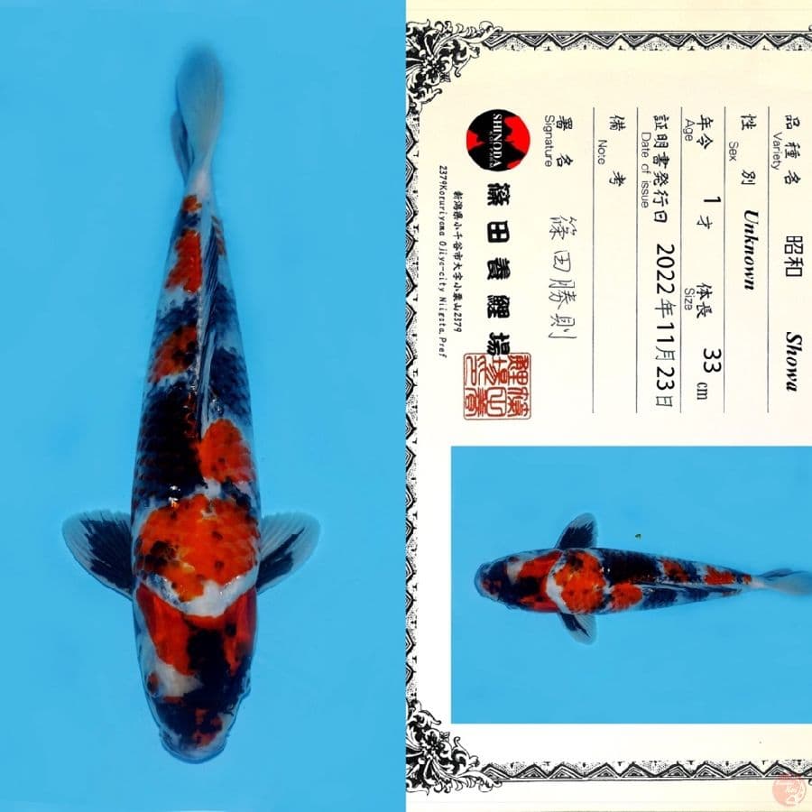 SHINODA SHOWA HQ 40CM
