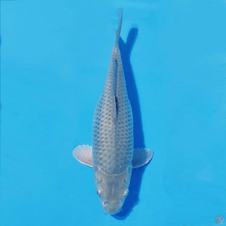 SORAGOI 30cm/F