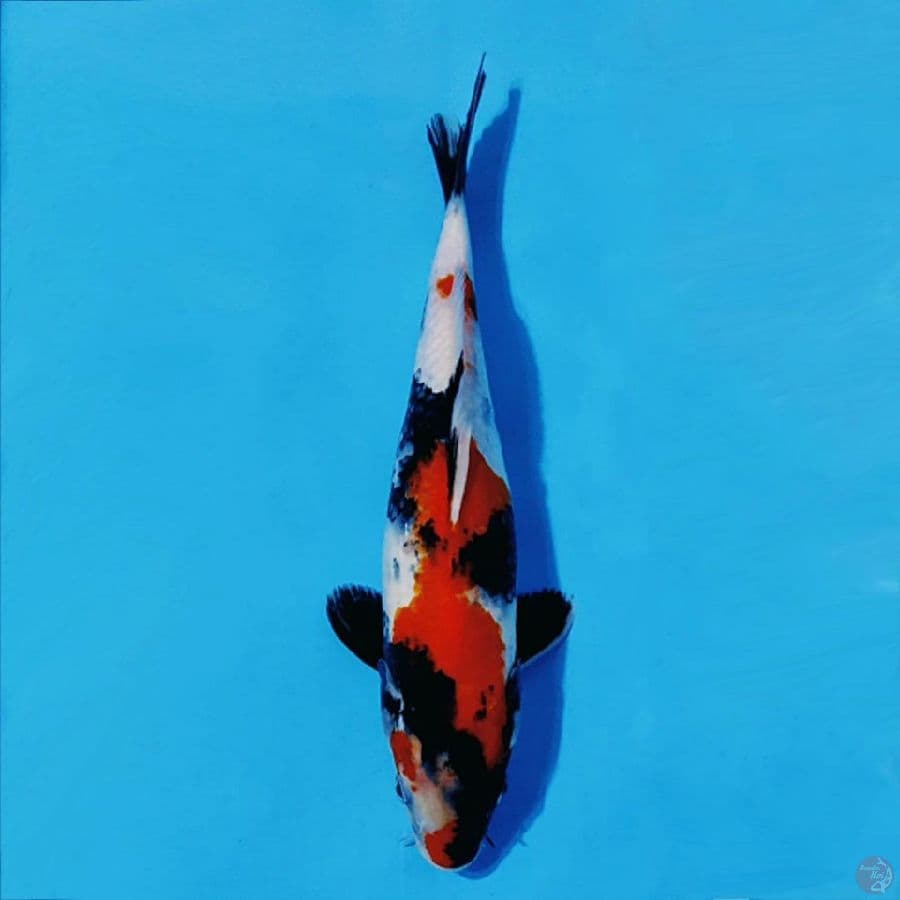 KINDAI SHOWA 30cm/F