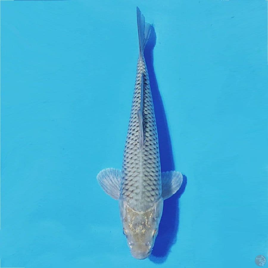 SORAGOI 30cm/M