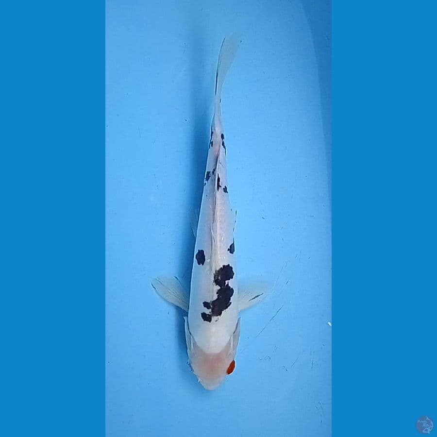 bekko doitshu size : 29 cm
