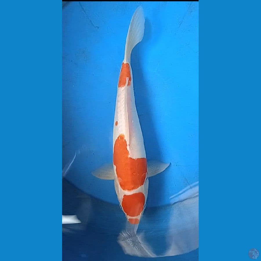 kuchibeni doitshu size : 32 cm jantan