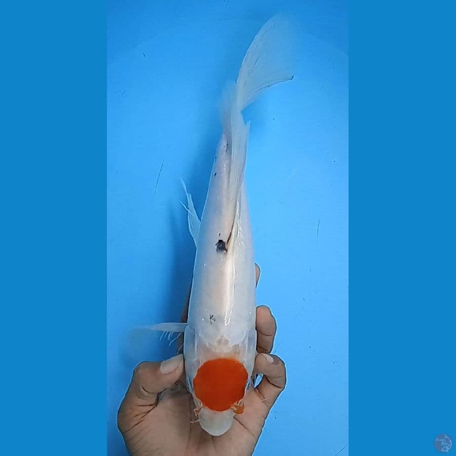 kumpay TC sanke size : 36 cm 