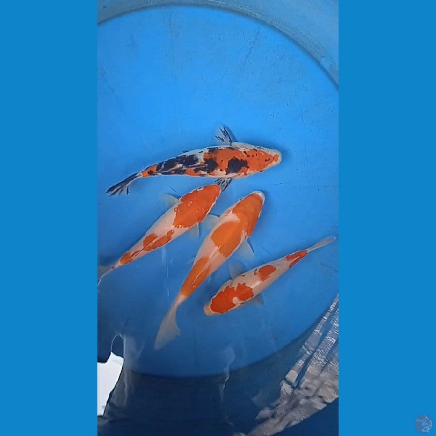 4 ekor kuhaku sanke size : 15 17 cm 