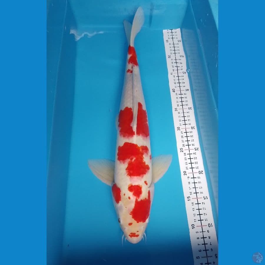 kohaku M 51