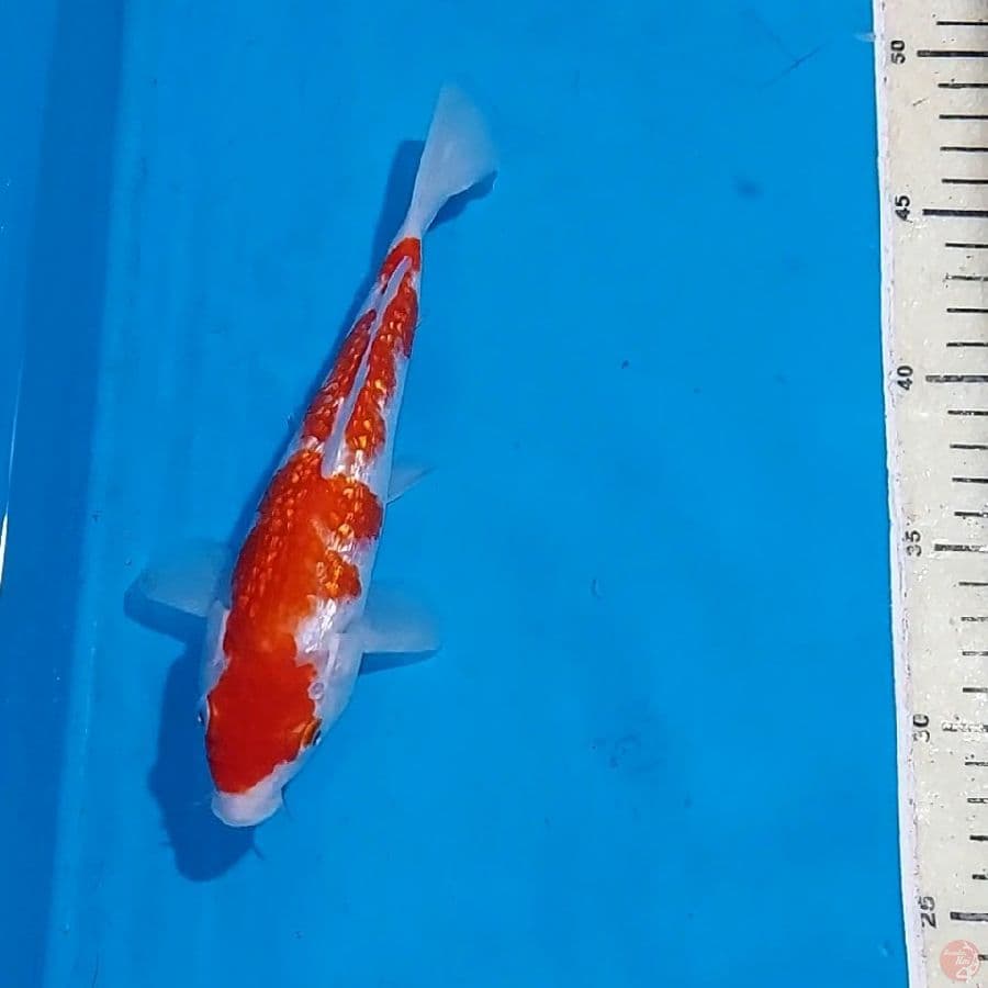 KOHAKU GINDRIN 21 CM