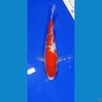 Aragoke Kohaku HQ 18CM