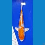 Hariwake Aragoke 25CM
