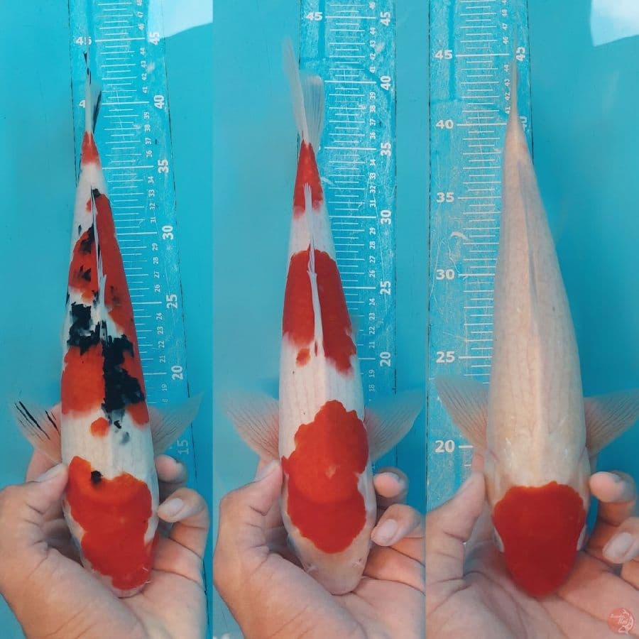 36-36-33cm ALL MALE strong ORIII