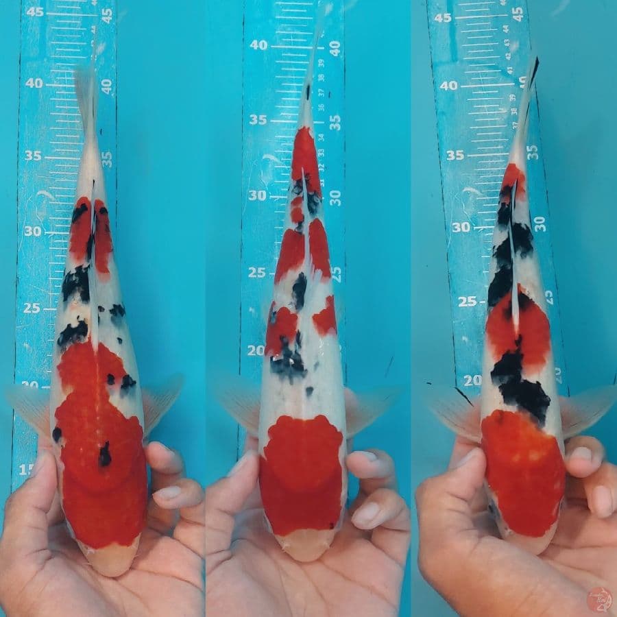 32-32-31cm all male